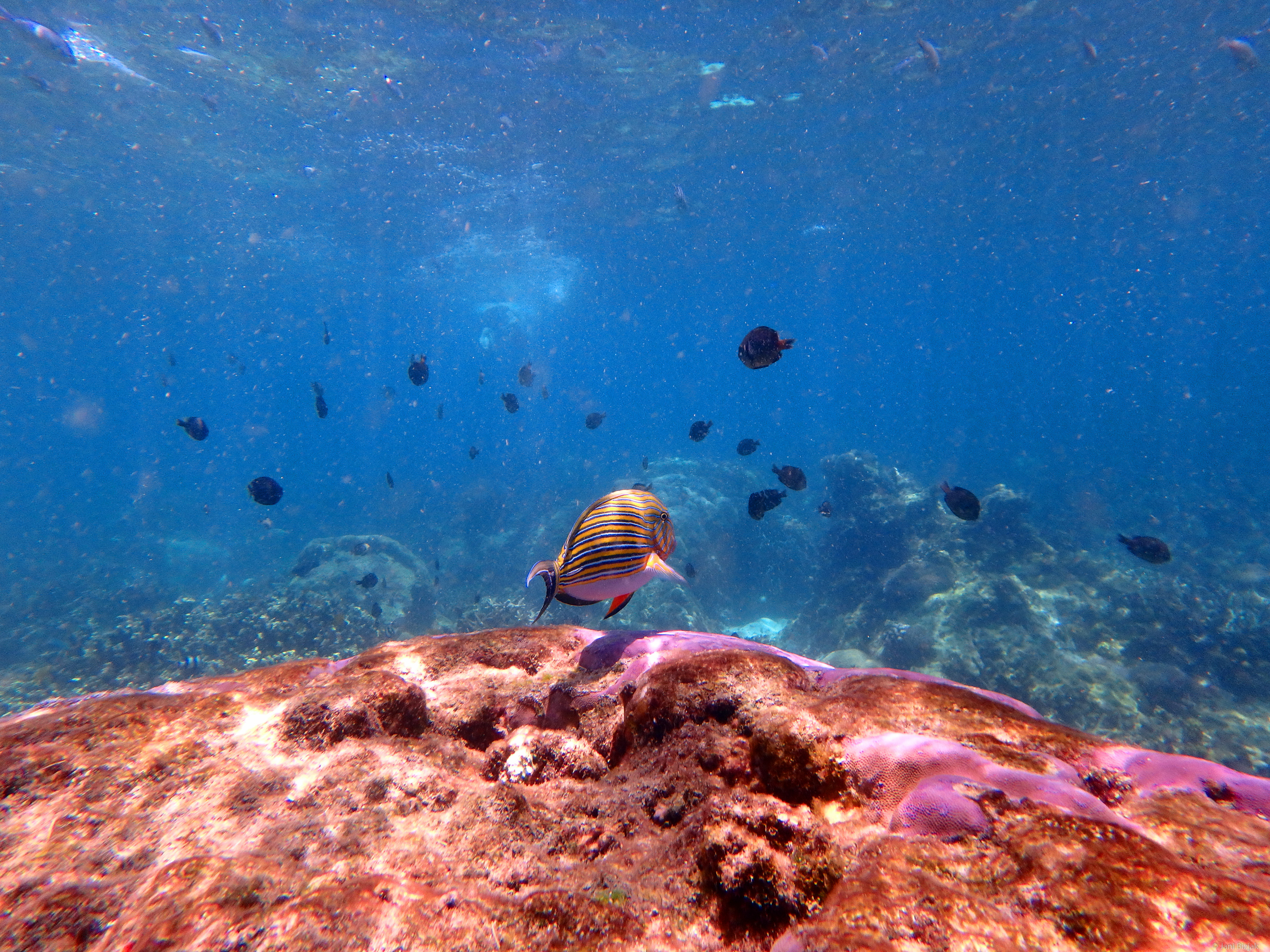The reefs were full of fishes and corals.