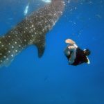 Swimming with whale sharks.