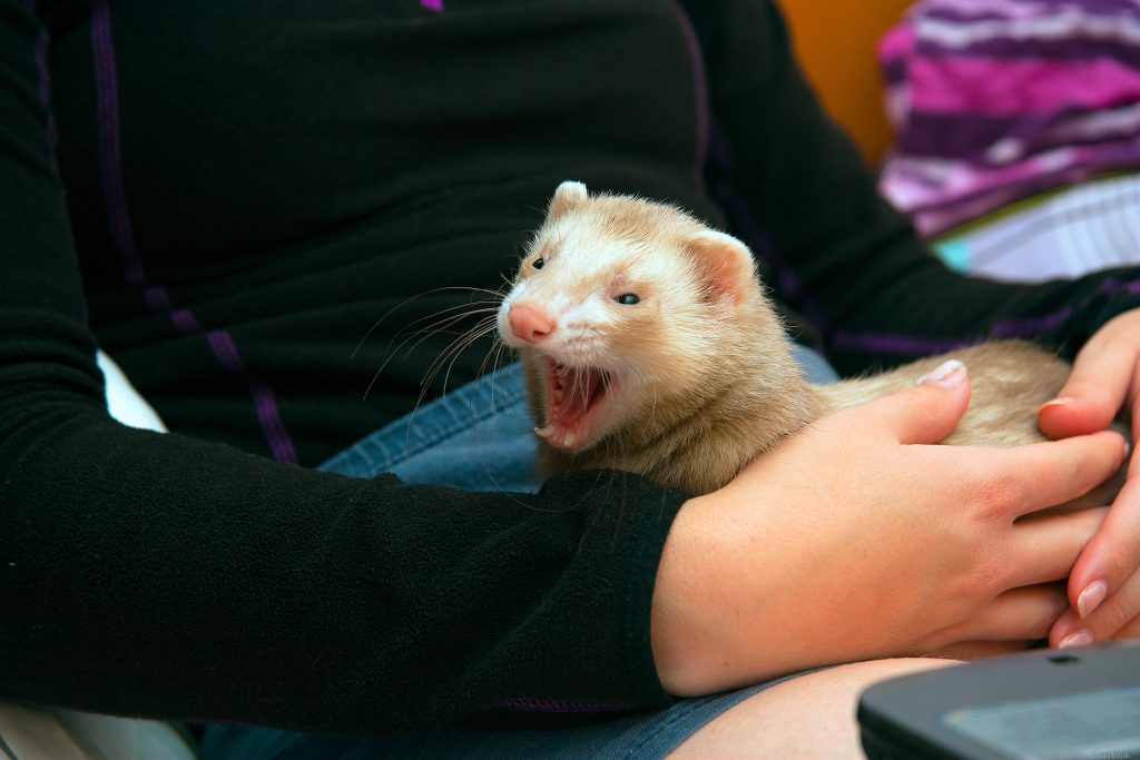 Sleepy ferret