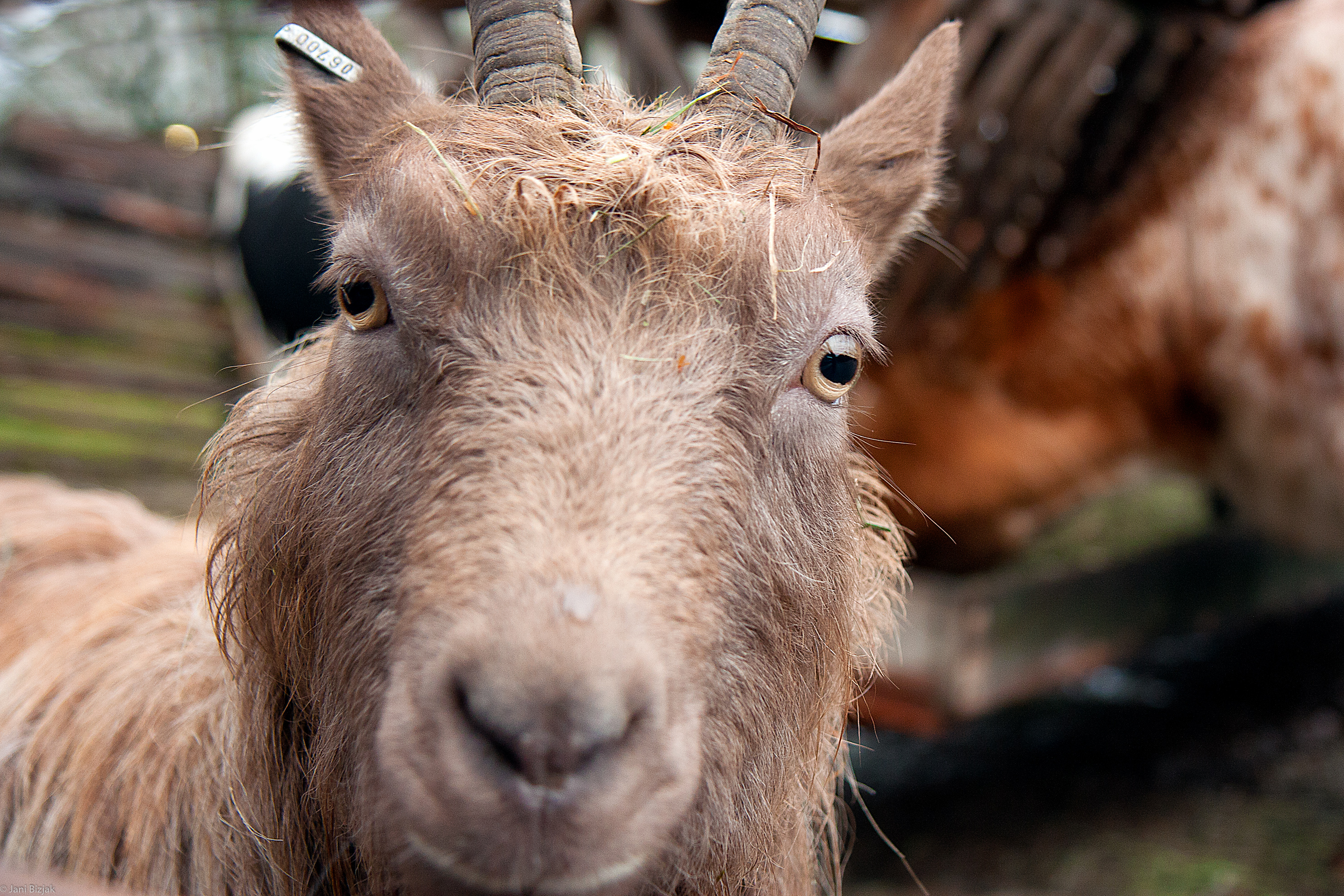 Goat at Skansen ZOO