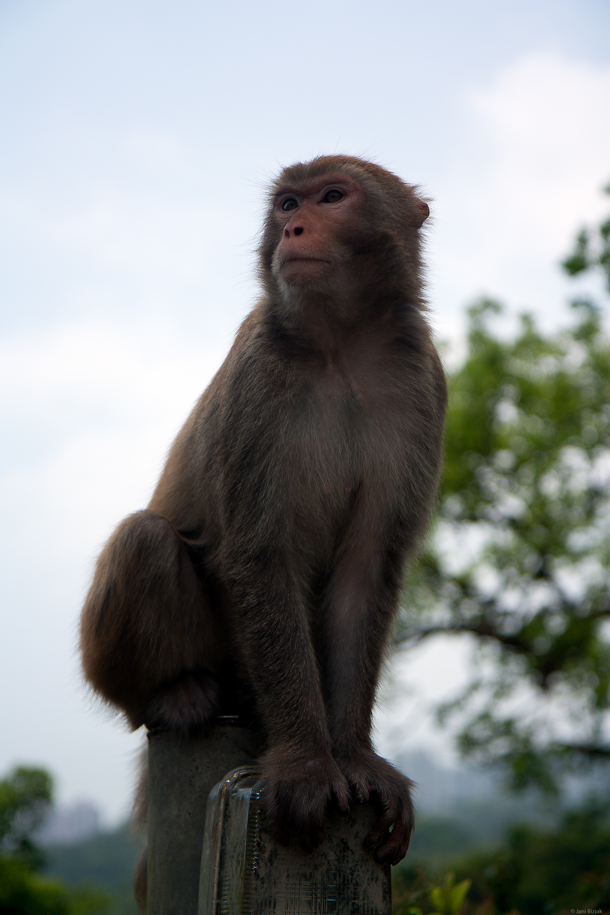 Monkeys are roaming one area harassing visitors and stealing food from their backpacks.