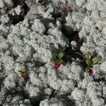 Island moss in Sweden