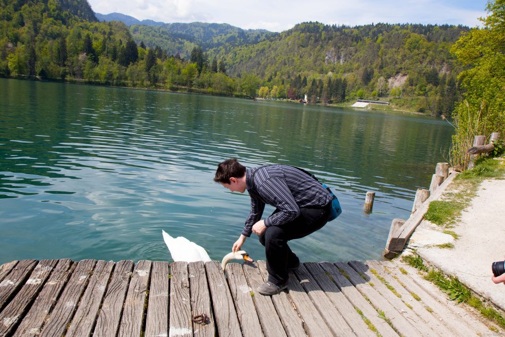 Me trying to pet a swan at lake Bled.