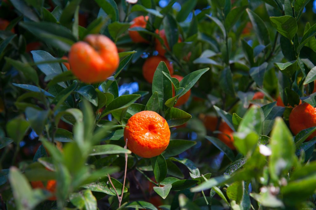 Mandarins in December through the city of Valencia.