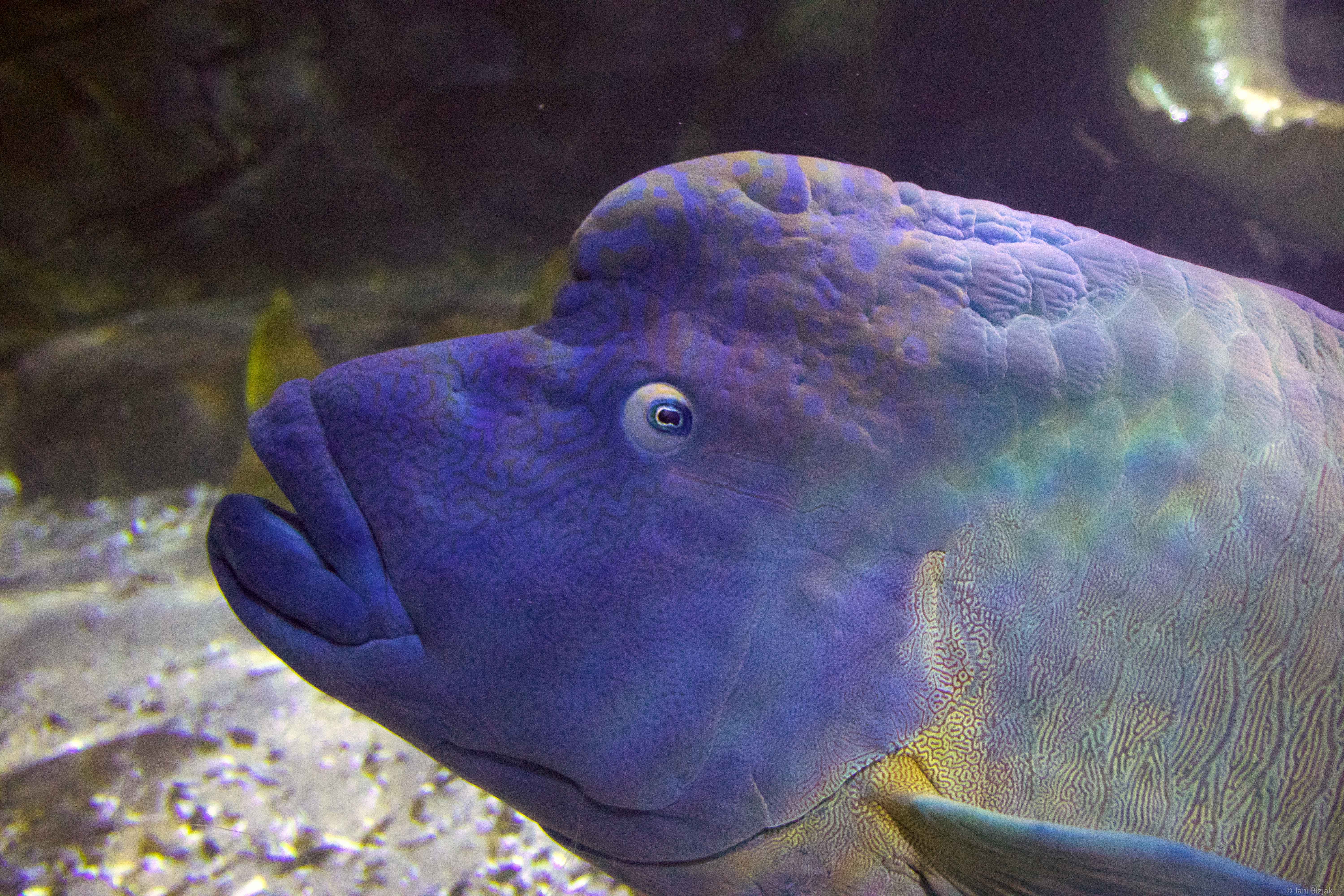 Large colourful fish