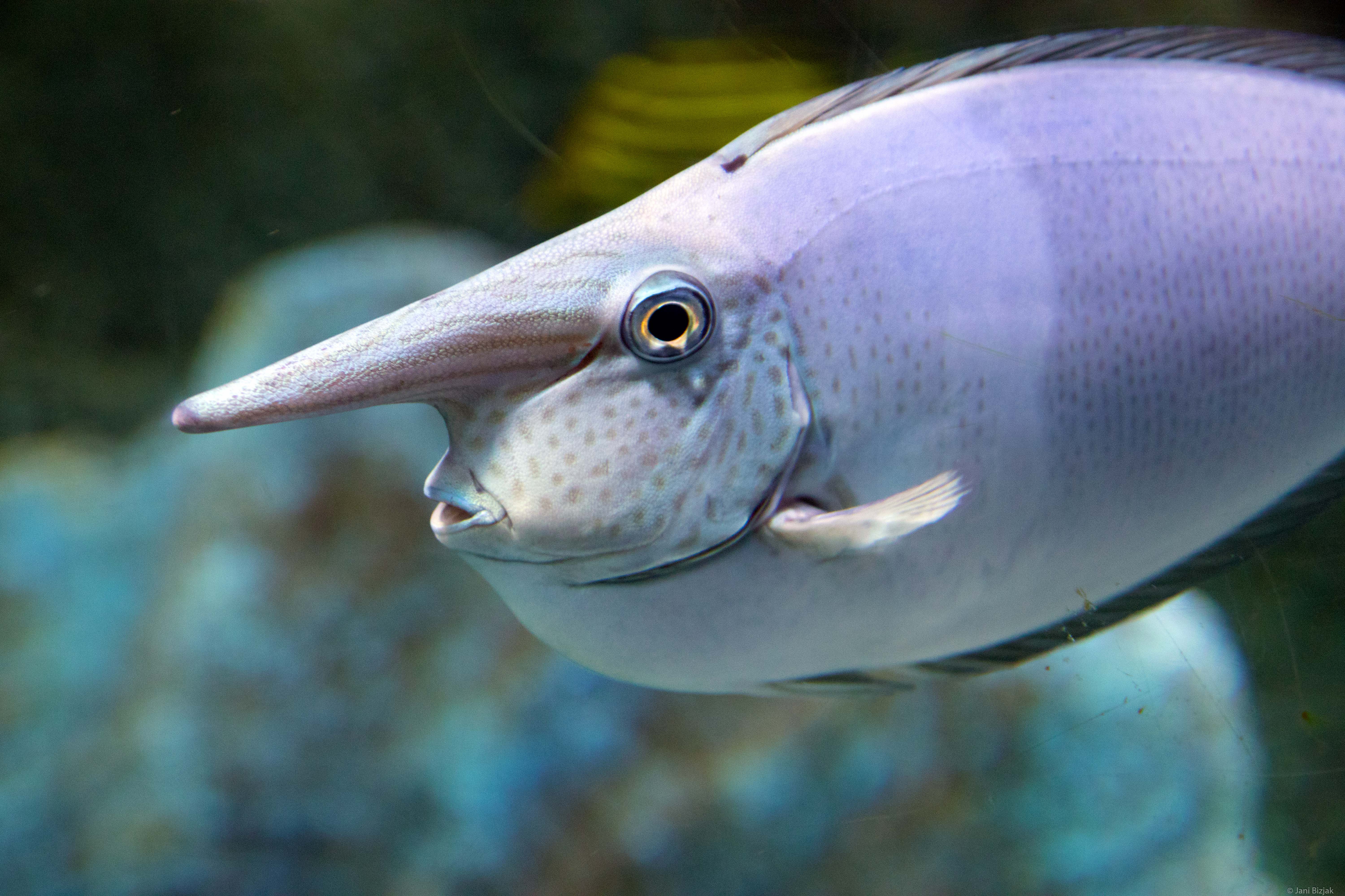 Рыба с длинным носом фото