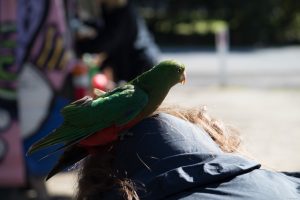 First landing on Veronika's head. The parrot really scared her.