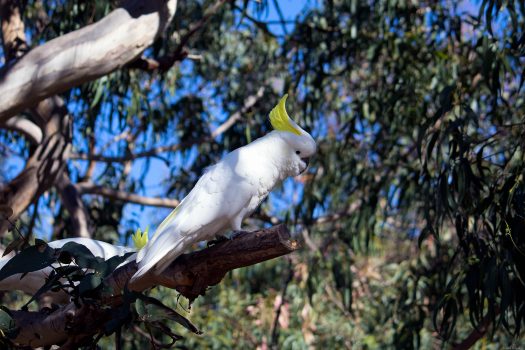 Cockatoo