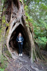 Enormous trees