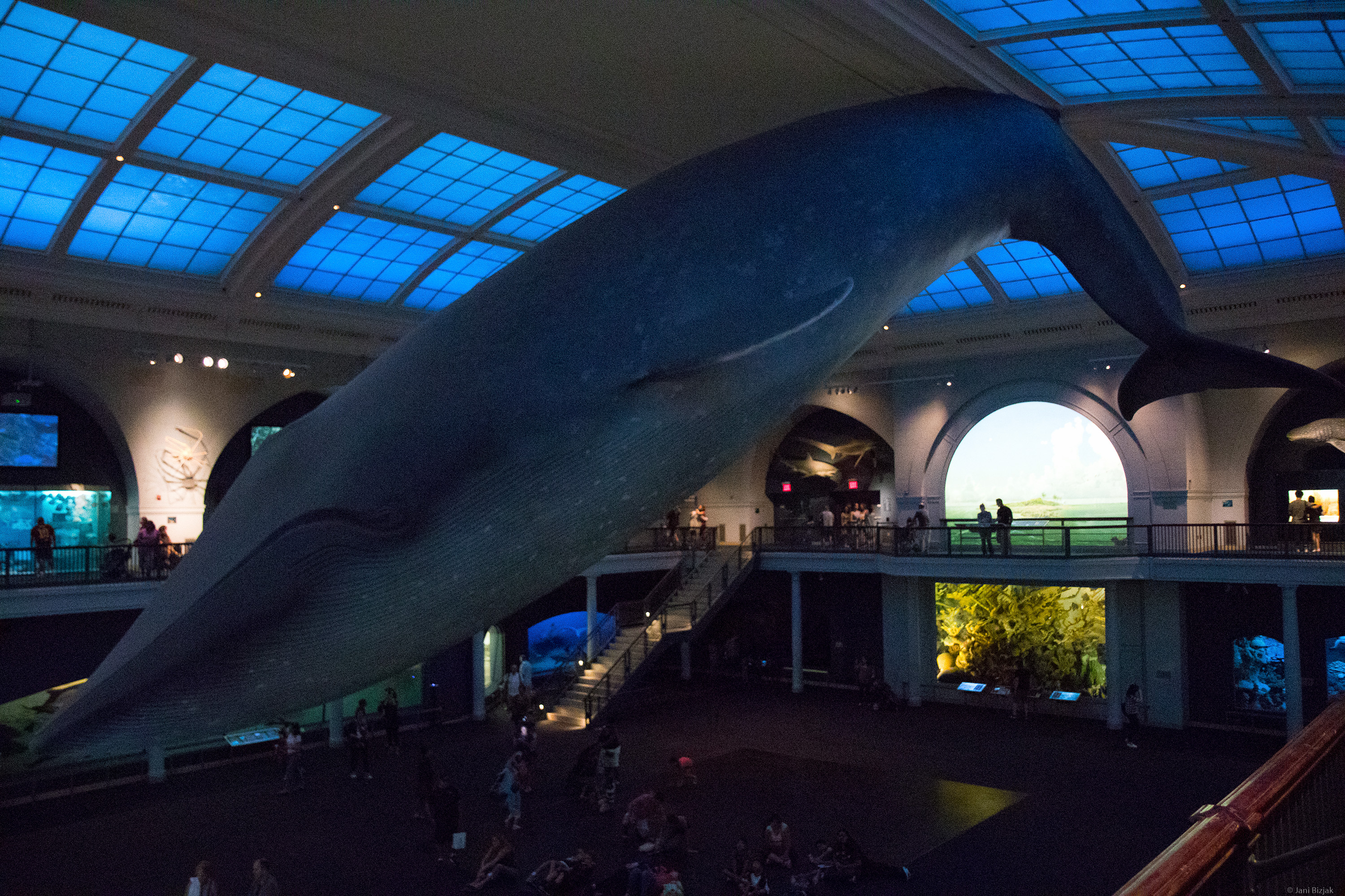 Blue whale. It's enormous.