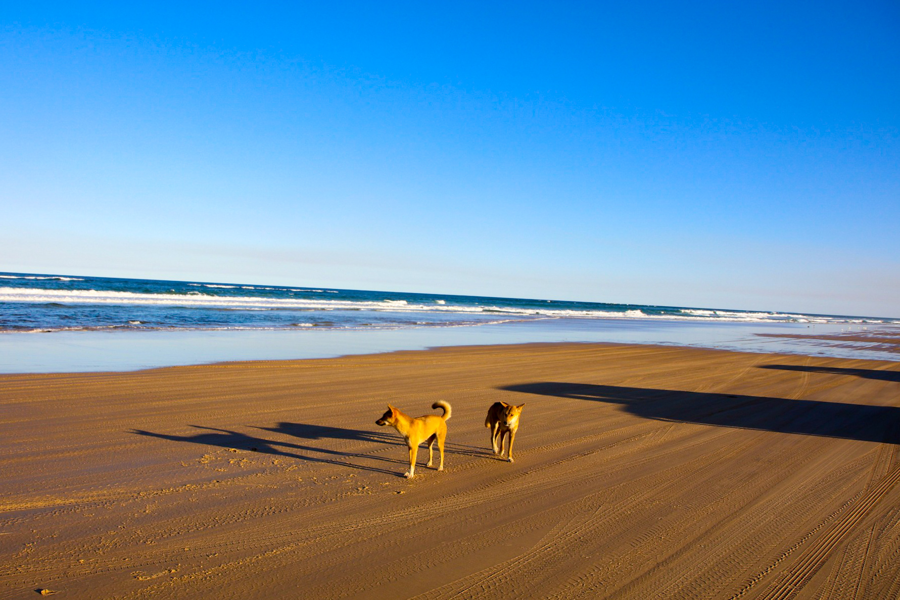 Wild dingos on Fraser island. Watching them from a safety of a car.