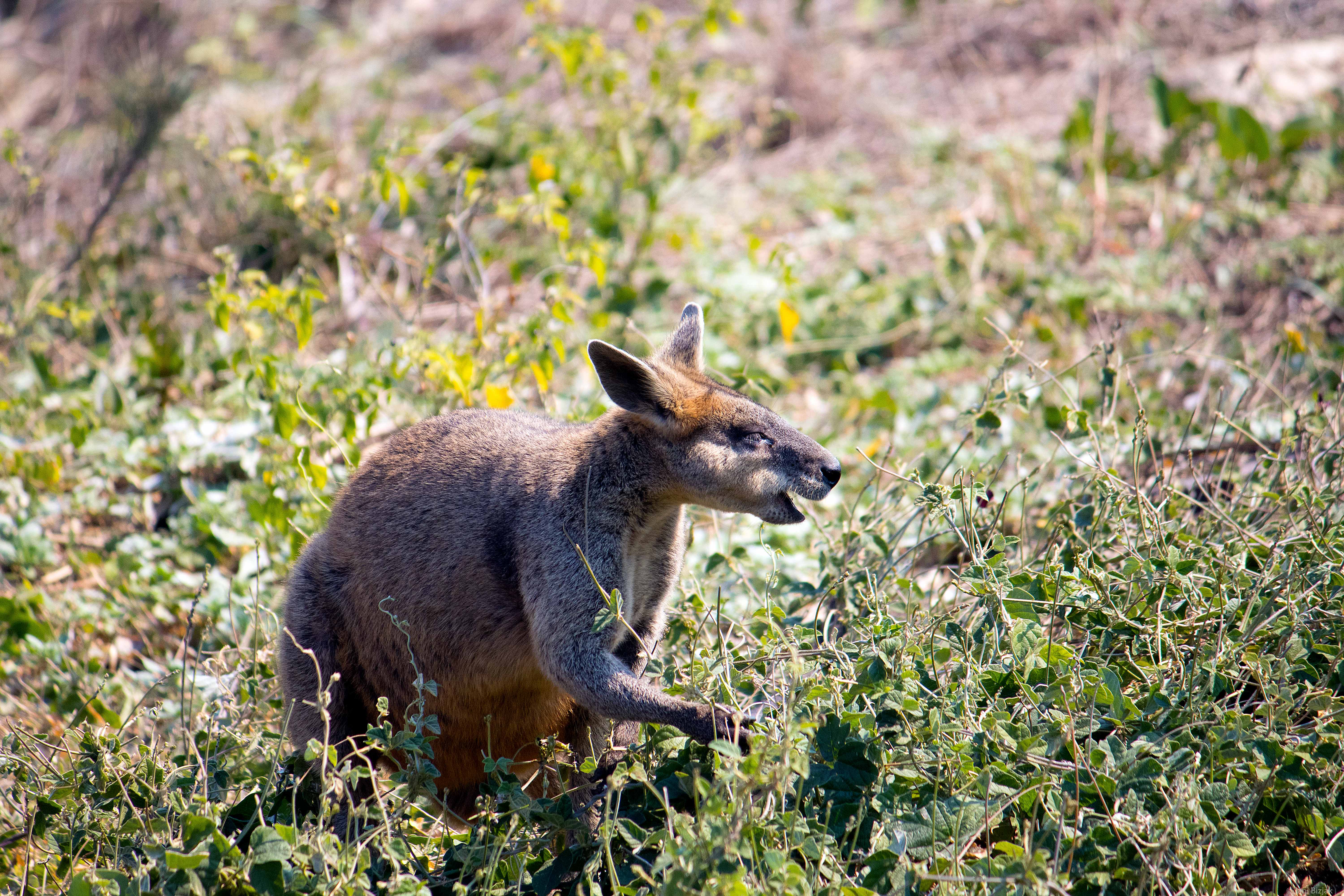 Wallaby - still not sure what exactly is difference between wallaby and kangaroo. 