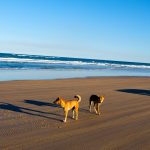 Dingoes on Fraser Island