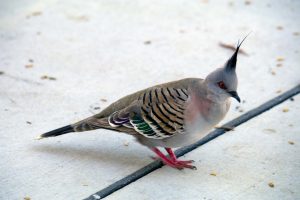 Even the pigeons in Australia are more coroful than in Europe.