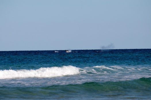 Whales near the beach