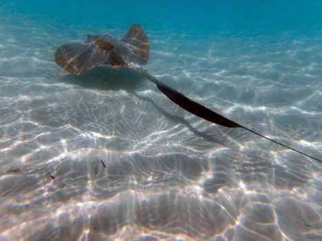 Stingray