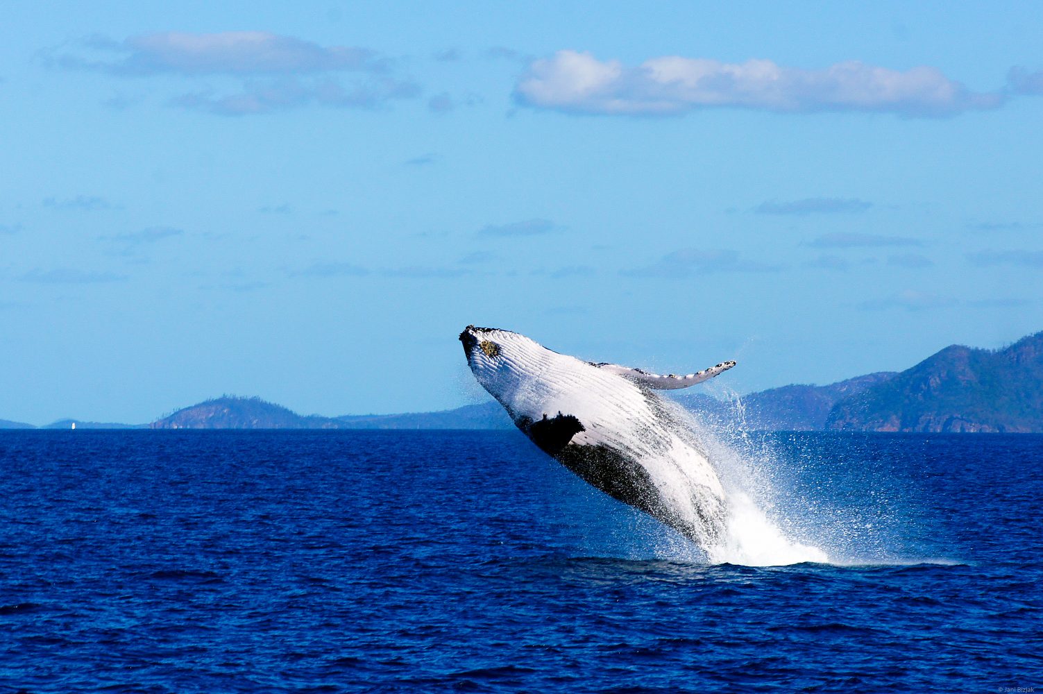 This enormous creature jumped out of the water about 200m from our ship. It is hard to tell how large it is. The closes I can say is it felt like a big truck jumped out of the water.