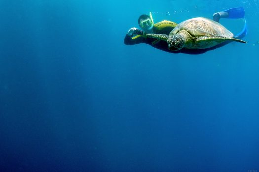 Me trying to photo a turtle. It's not as easy as it looks. It can hold it's breath much longer than I.