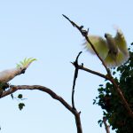 Cockatoos preparing to raid the parrot.
