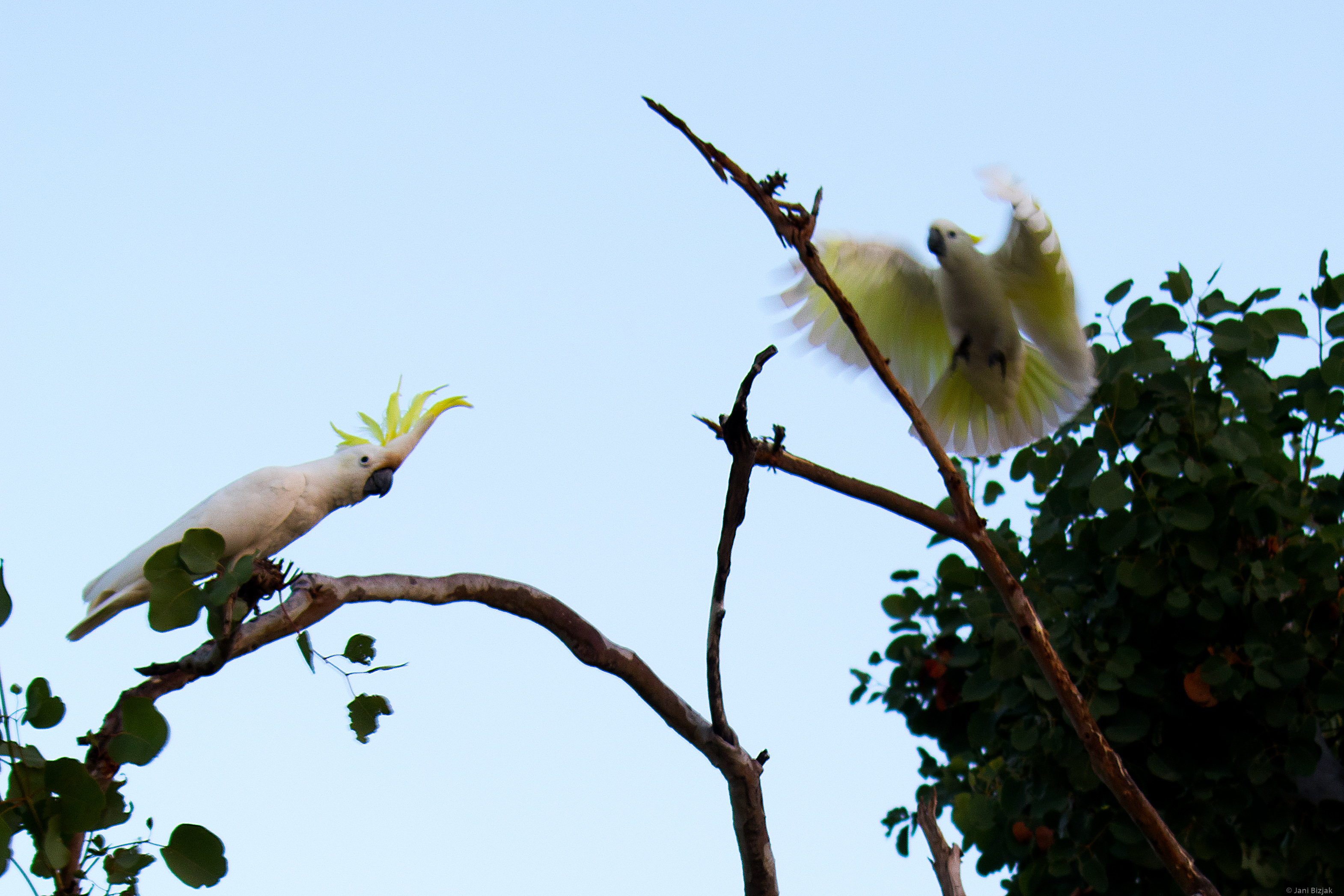 Cockatoos preparing to raid the parrot.