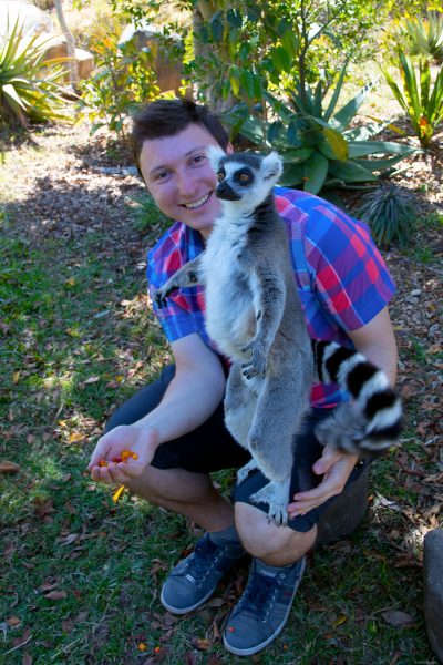 Feeding Lemurs