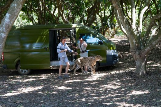 Walking cheetah in Australian zoo.