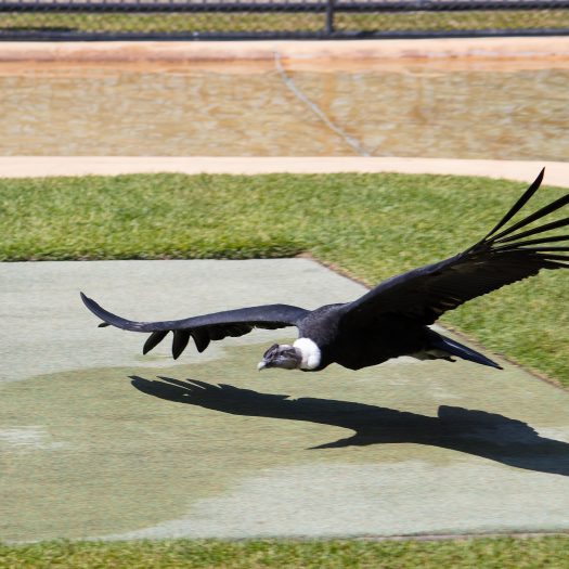 Giant Condor