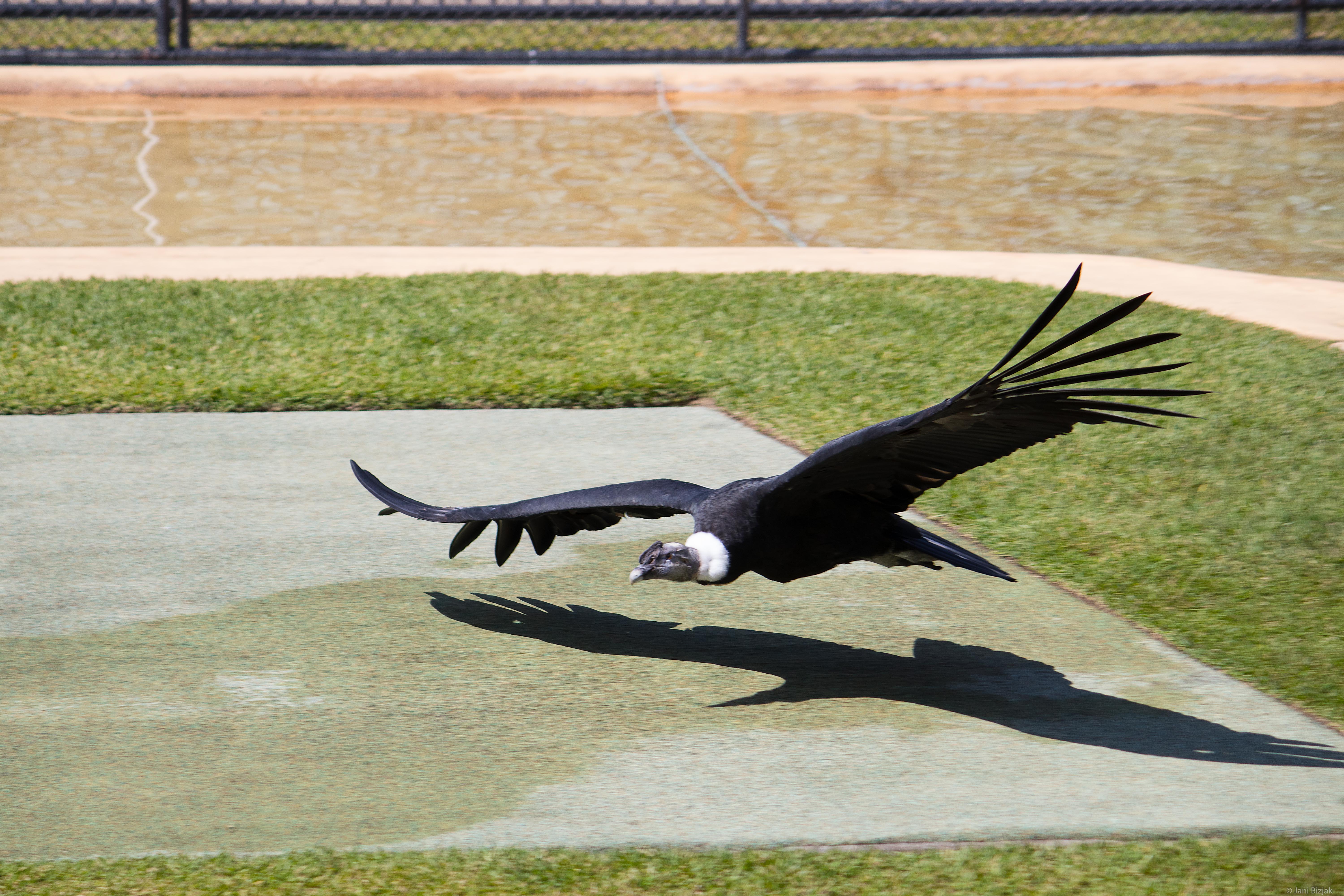 Giant Condor