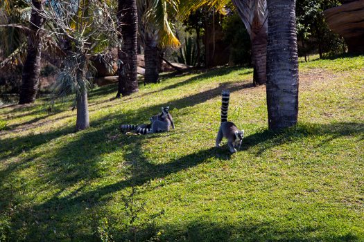 Lemur Island. Running toward us as we arrived.