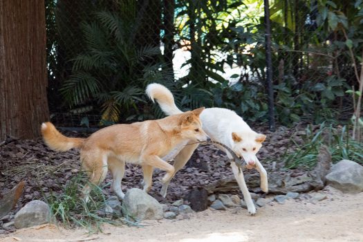 Dingoes fetching some lizards