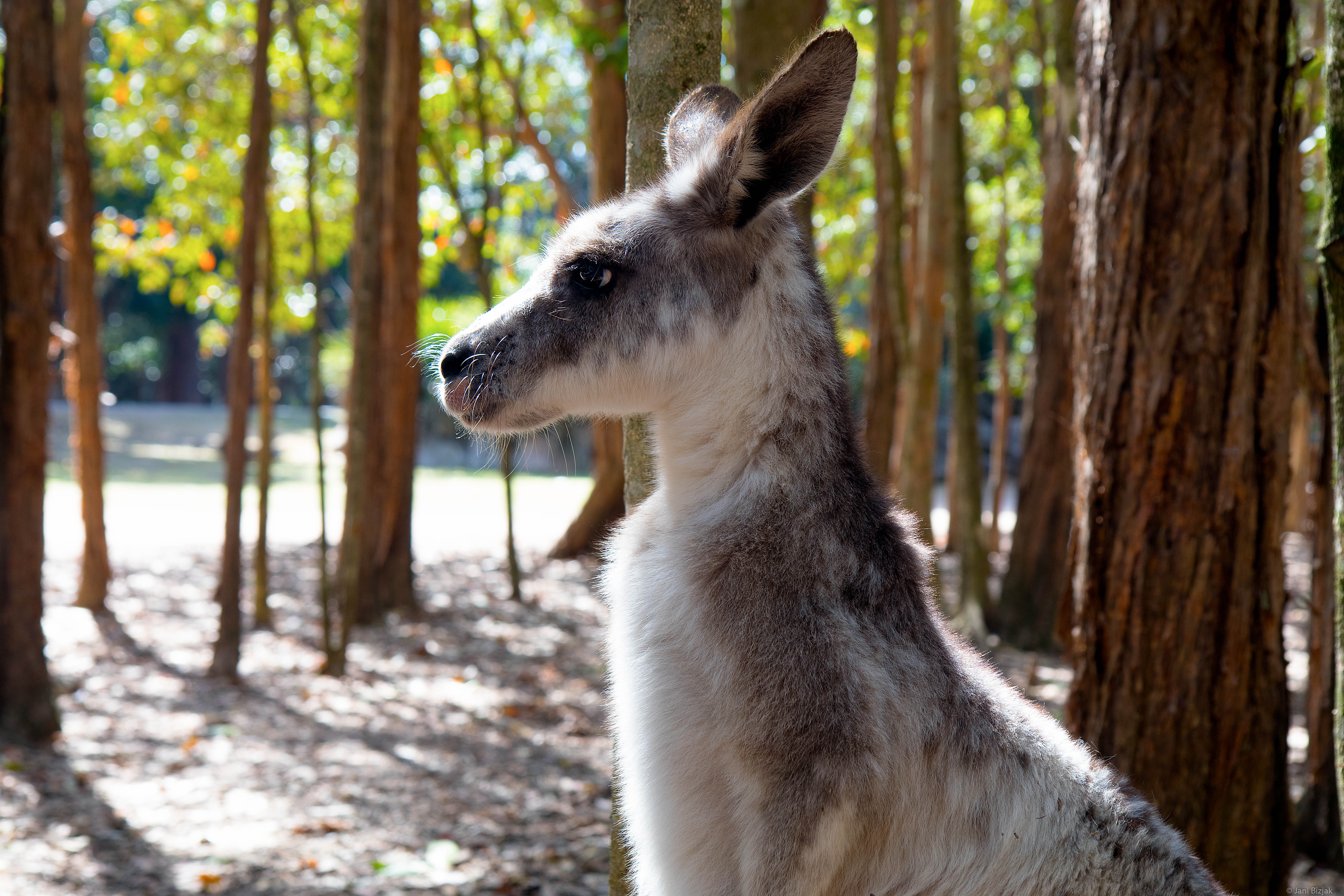 White kangaroo