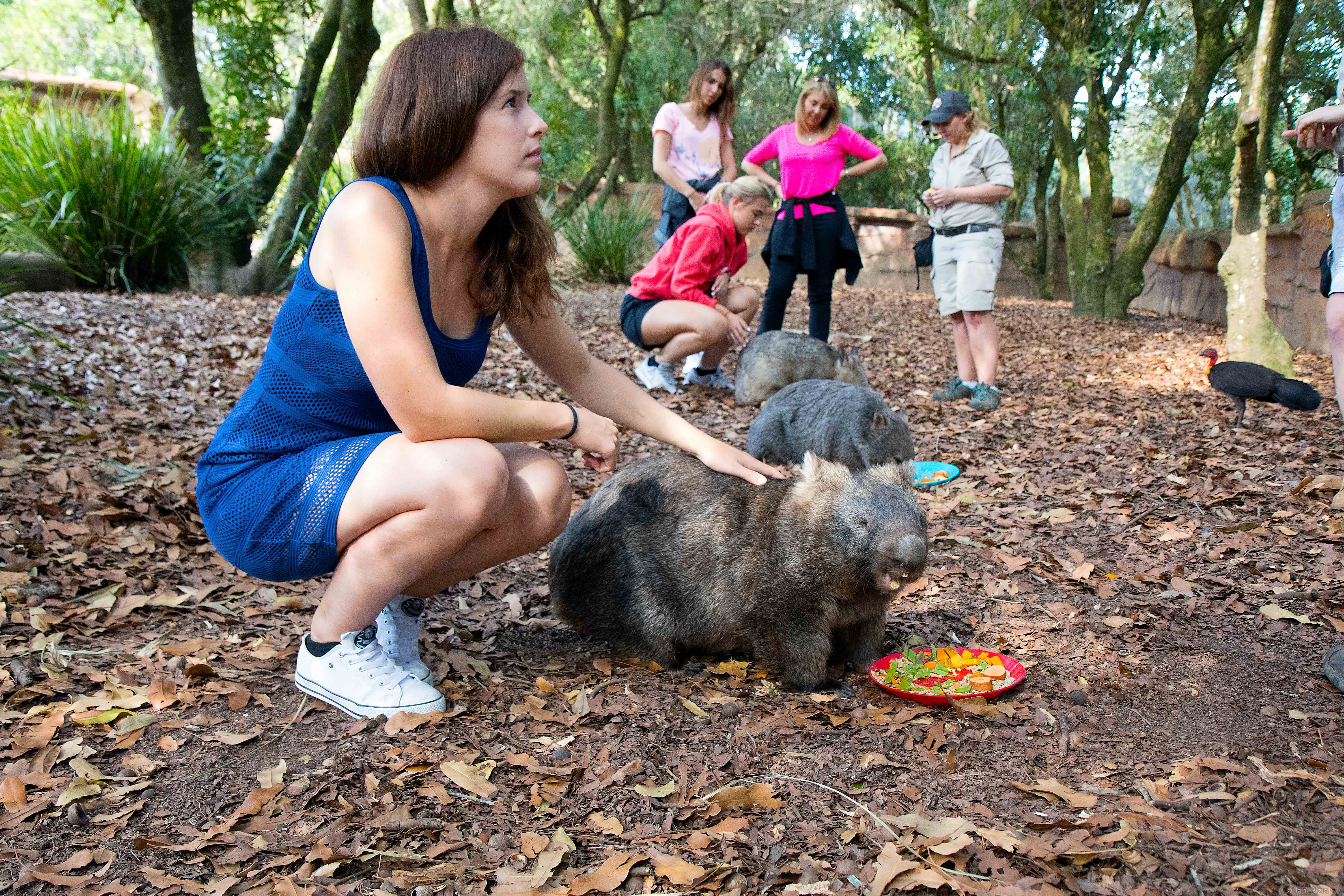 Wombat encounter