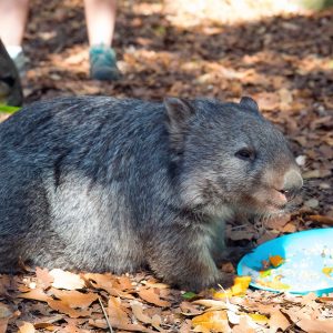 Wombat encounter