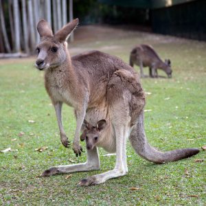 Kangaroo with baby in the pouch.