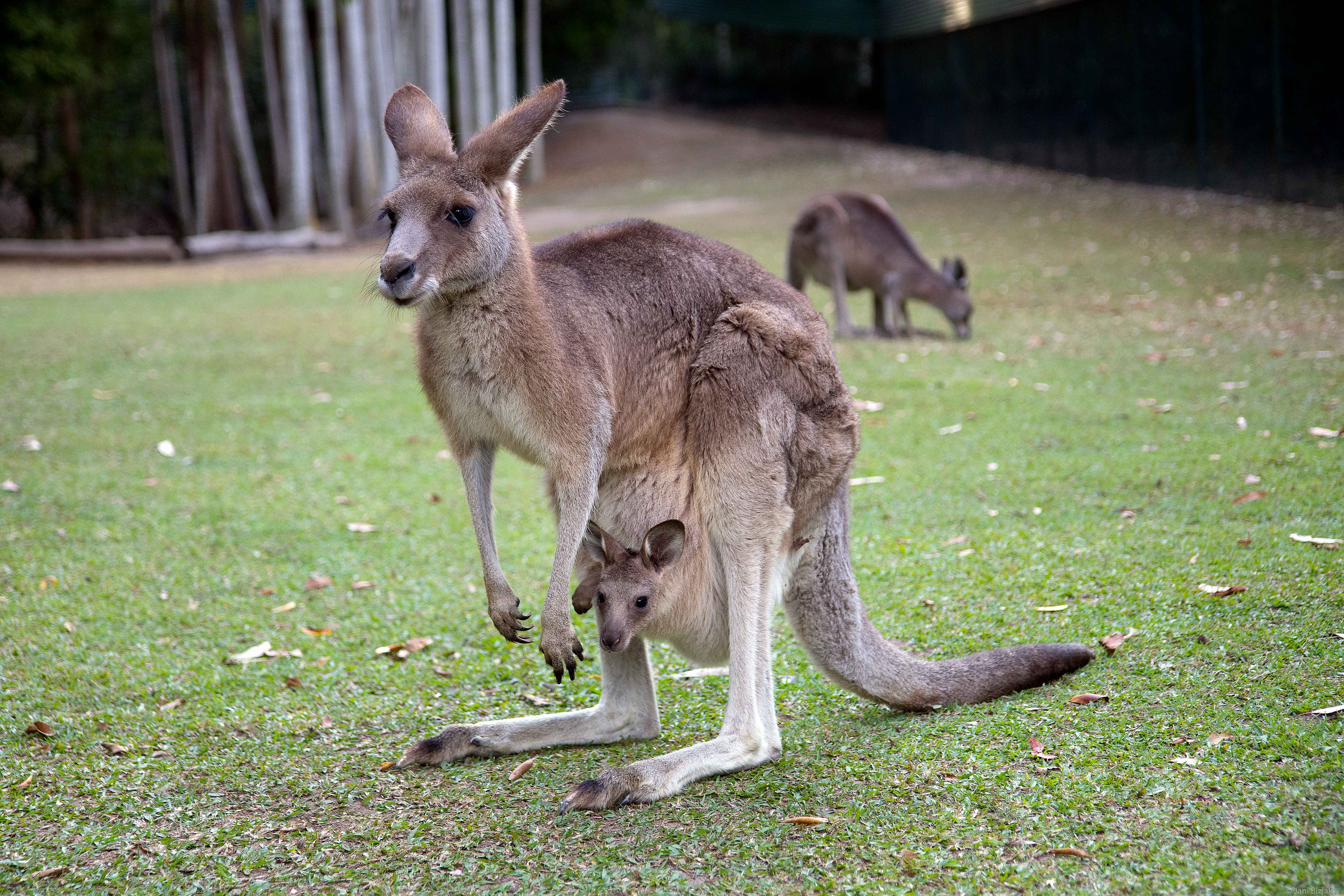 Kangaroo with baby in the pouch.