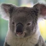 Koala close up.