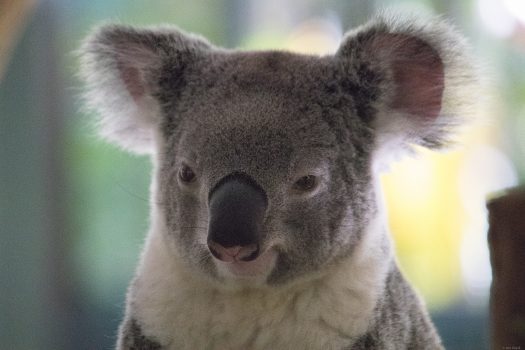 Koala close up.