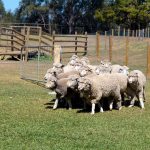 Dogs herding sheep