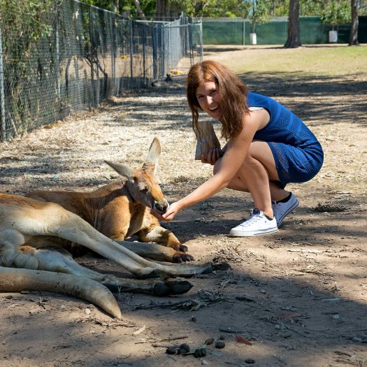Feeding kangaroos