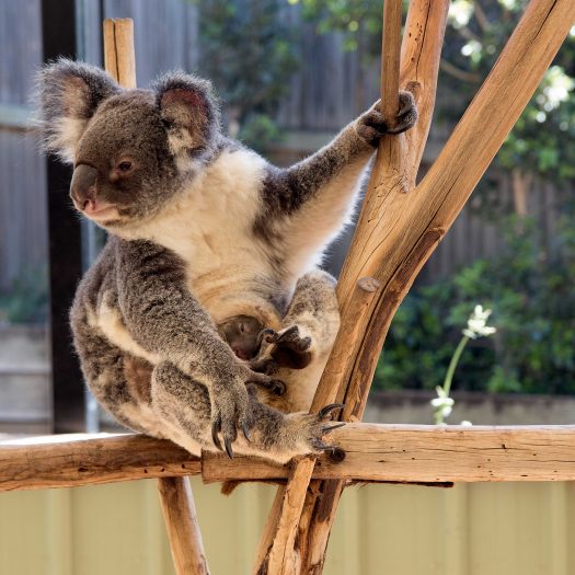 Koala with a baby (joey as we learned)