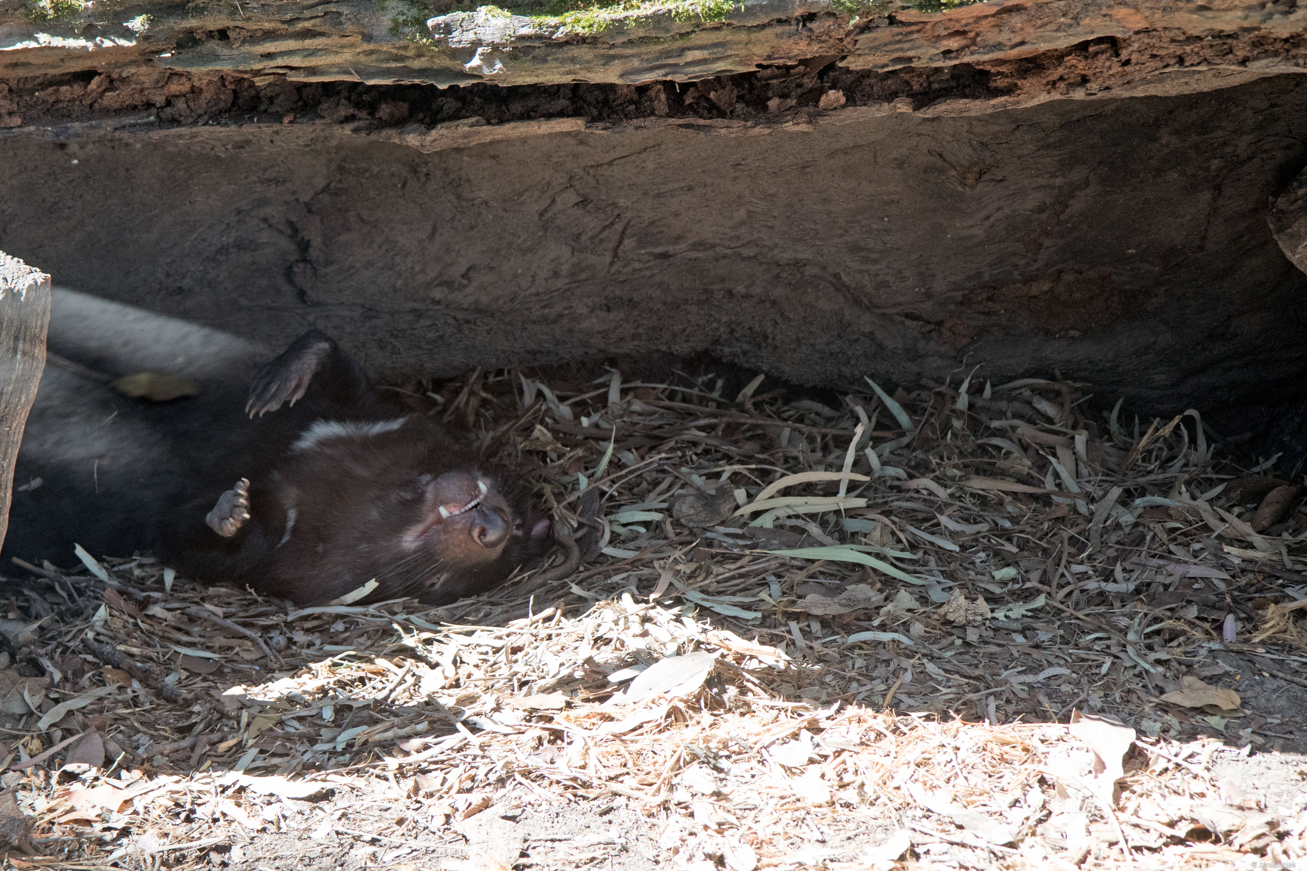 Tasmanian devil sleeping.