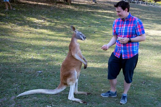 Feeding a kangaroo