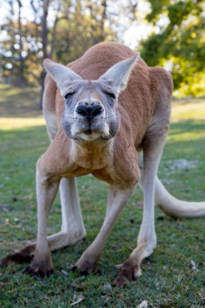 Kangaroo