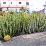 Cactus is growing everywhere.
