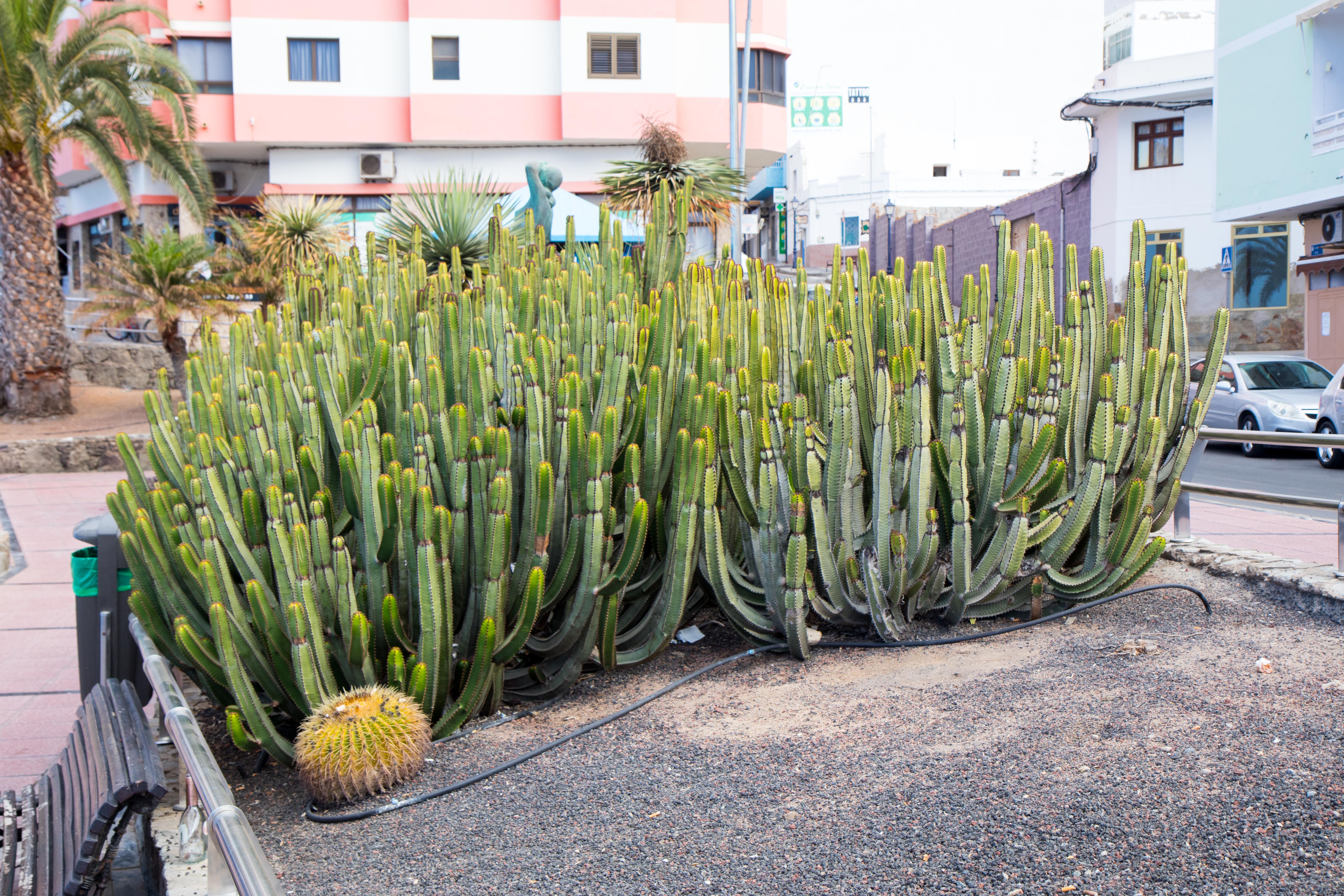 Cactus is growing everywhere.