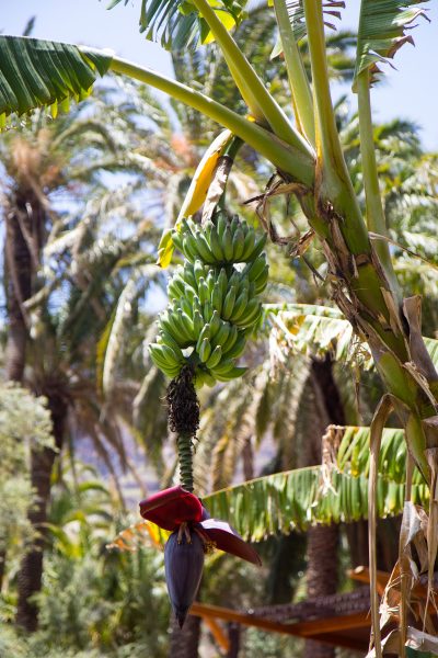 Banana tree