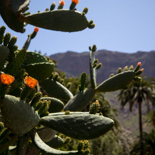 We actually ate a marmalade from this cactus. It was really good.