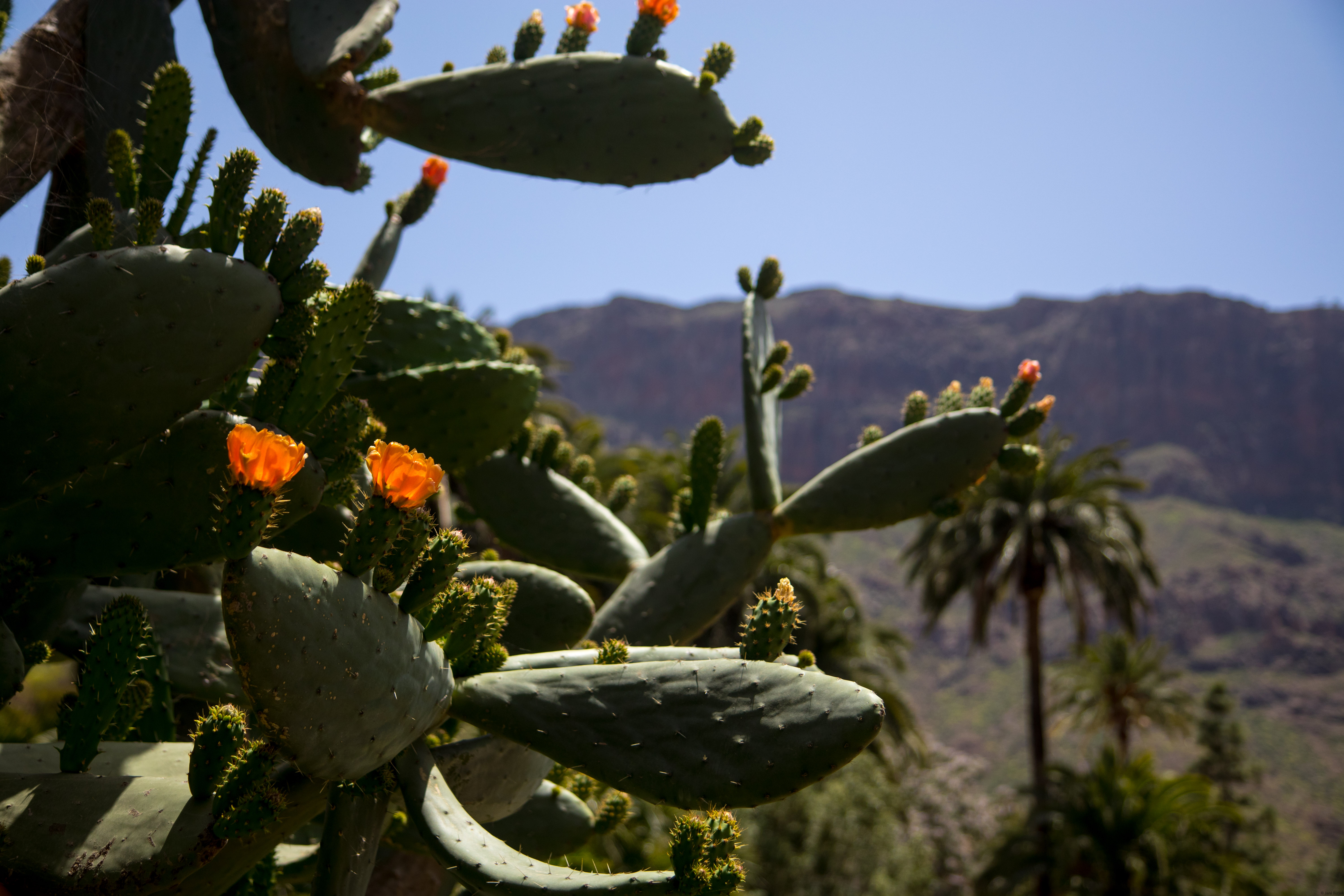 We actually ate a marmalade from this cactus. It was really good.