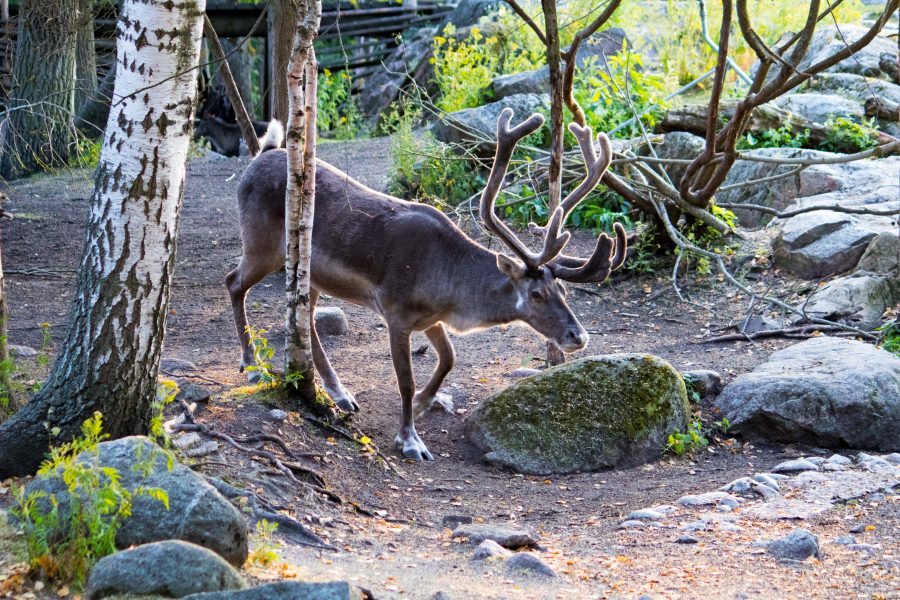 Shining elk.