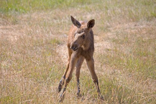 Baby moose